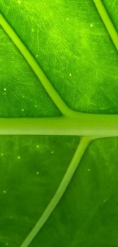 Abstract Green Live Wallpaper