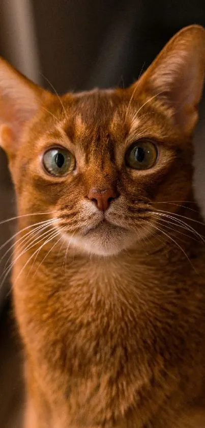 Abyssinian cat with green eyes and reddish-brown fur.