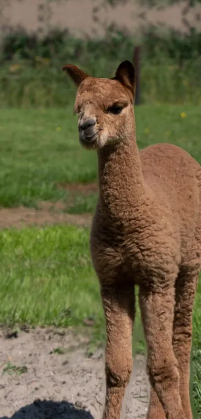 Brown alpaca standing in green pasture during daylight.