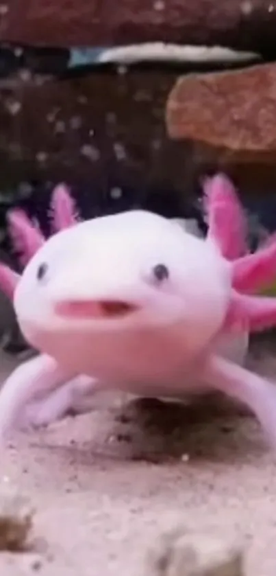 Adorable pink axolotl in aquarium close-up.