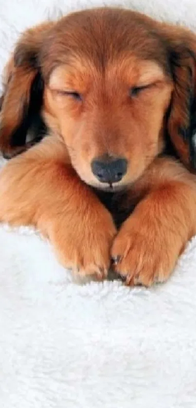 Baby and puppy sleeping on a white blanket, creating a cozy and adorable scene.