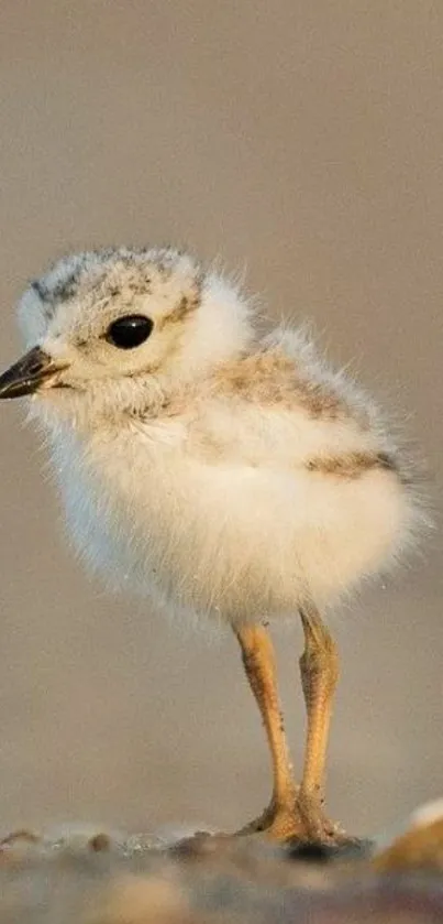 Adorable fluffy baby bird on sand.