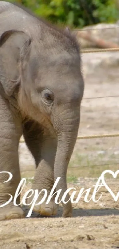 Adorable baby elephant with earthy tones wallpaper.