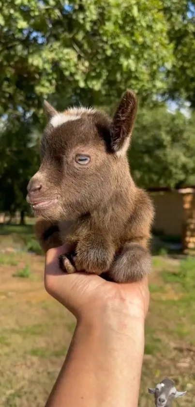 Adorable baby goat in hand, lush green background.