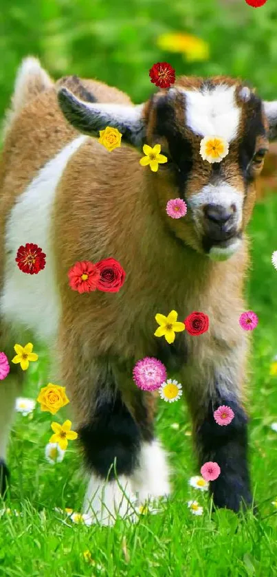 Adorable brown and white goat in green meadow with wildflowers.