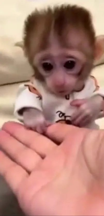 Baby monkey in pajamas reaching out to a hand.