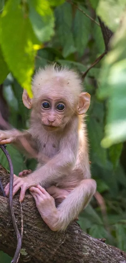 Adorable baby monkey sitting among green leaves on a tree branch.