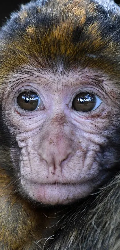 Adorable baby monkey lounging in natural setting.