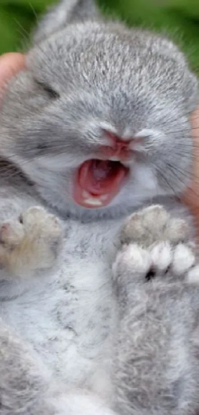 Adorable yawning baby rabbit held in hands against a green background.