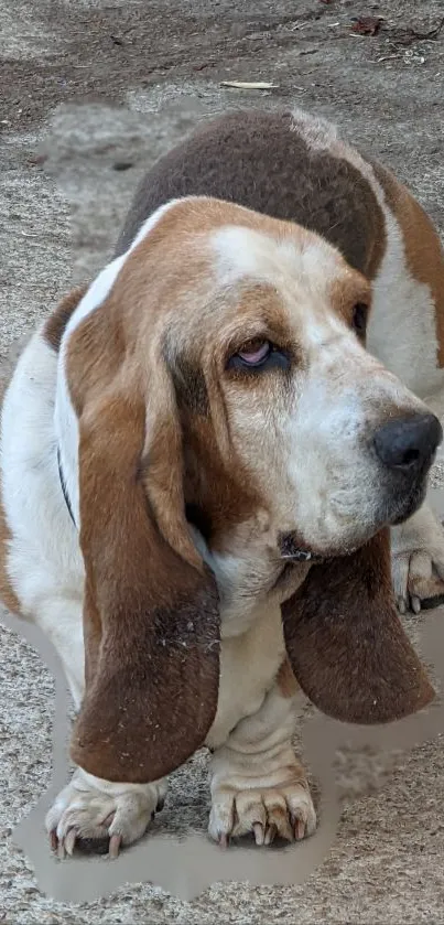 Charming Basset Hound on concrete ground.