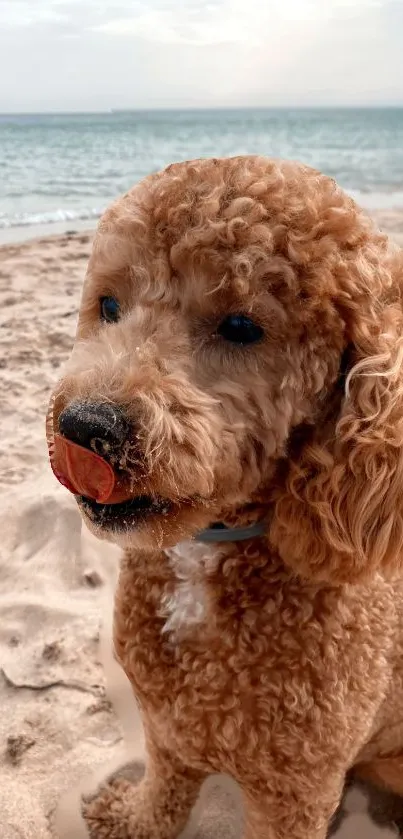 A cute, curly-haired dog on a sandy beach.