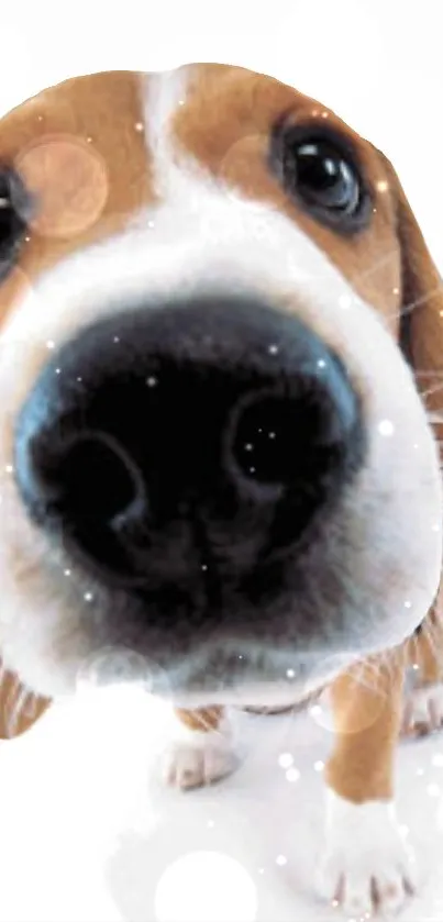 Adorable beagle puppy with playful eyes up close.