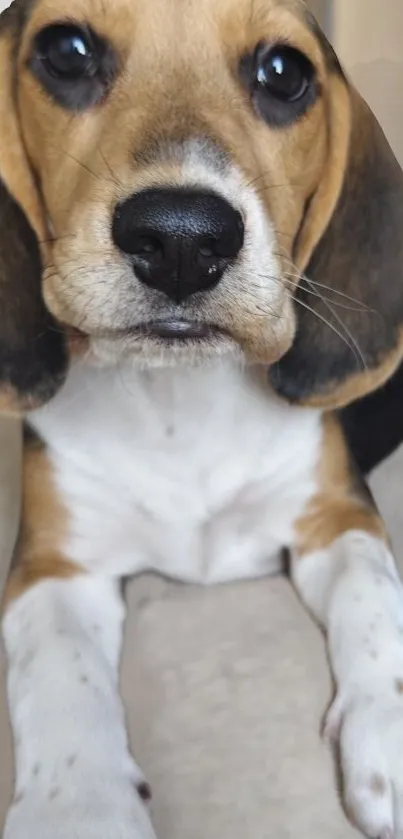 Adorable beagle puppy laying down on a soft background.