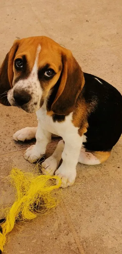 Adorable Beagle puppy playing on beige background.