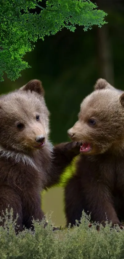 Two playful brown bear cubs in a lush green forest background.