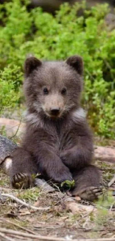 Adorable brown bear cub sitting in a green forest setting.