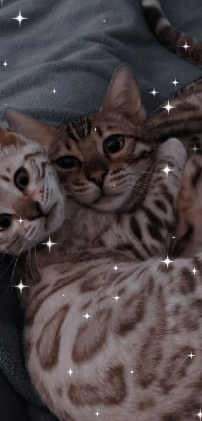 Two Bengal cats cuddling on a blanket, creating a cozy wallpaper scene.