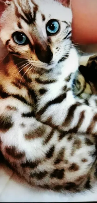 Adorable Bengal kitten with blue eyes and spotted fur.