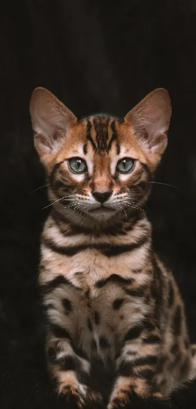 Adorable Bengal kitten on a black background.