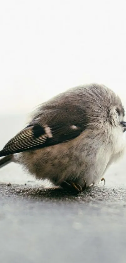 Fluffy bird resting on pavement in soft tones.