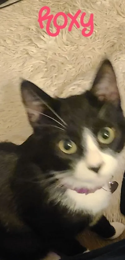 Adorable tuxedo cat with curious look on beige blanket.