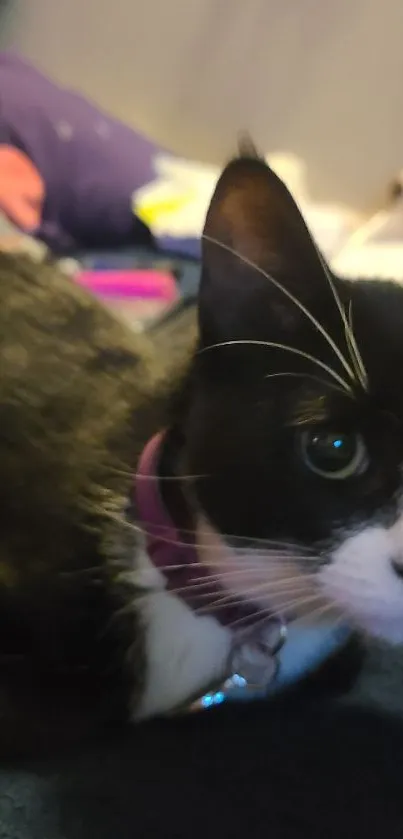 Charming black and white cat on a cozy bed.