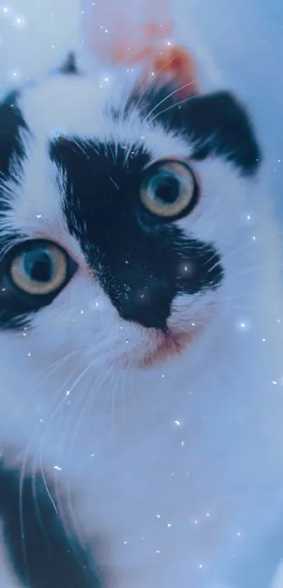 Black and white cat with wide eyes on a cool blue background