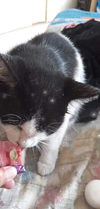 Black and white cat interested in a small pink wrapper on a colorful bedcover.