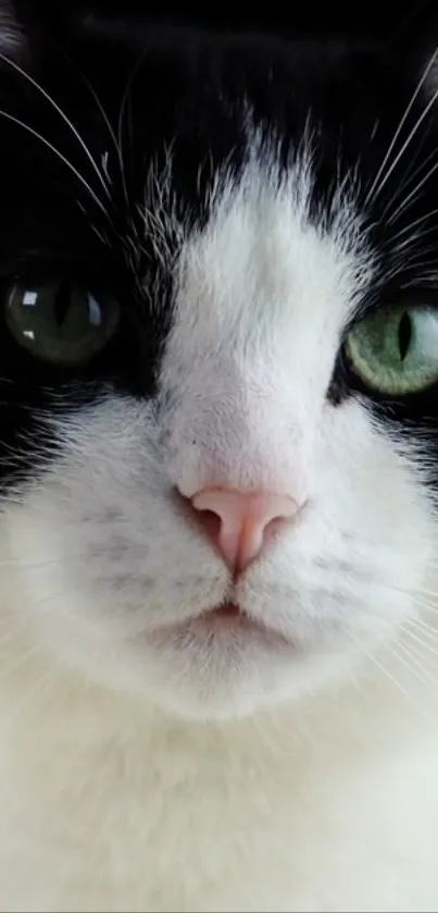 Close-up of a black and white cat face with green eyes.