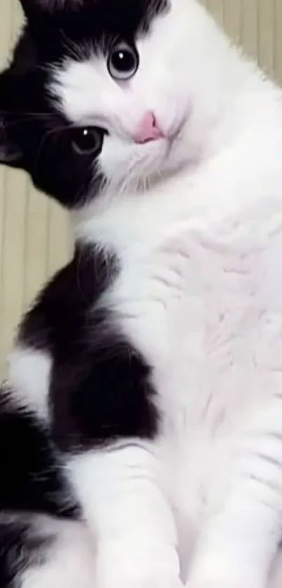 Adorable black-and-white cat posing playfully.