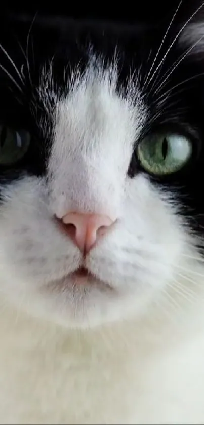 Close-up of black and white cat with green eyes, perfect for wallpapers.