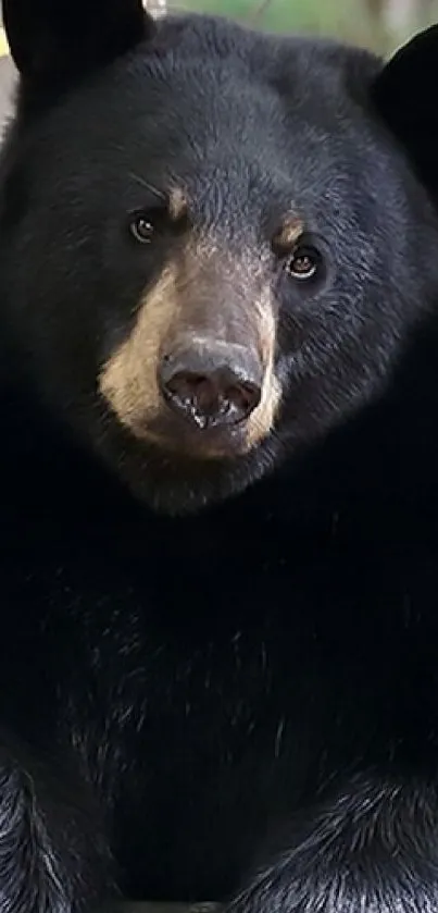 Two adorable black bears in a lush forest setting with autumn leaves.