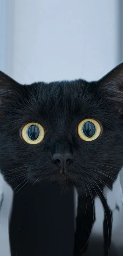 Adorable black cat with big yellow eyes staring directly.