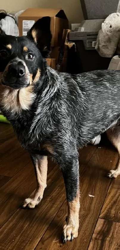 Black dog standing indoors on wooden floor.