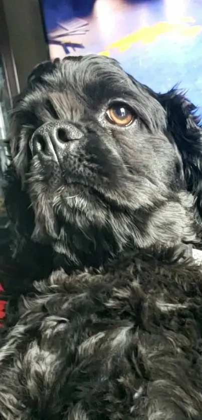 Adorable black dog with curly fur looking upwards.