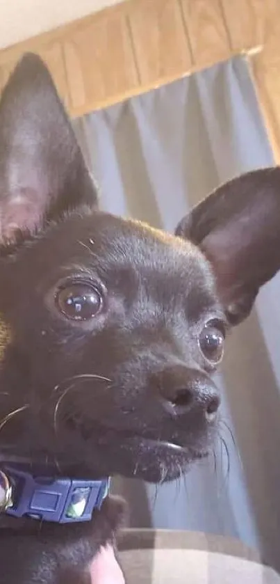 Adorable black dog with large ears wearing a blue collar.