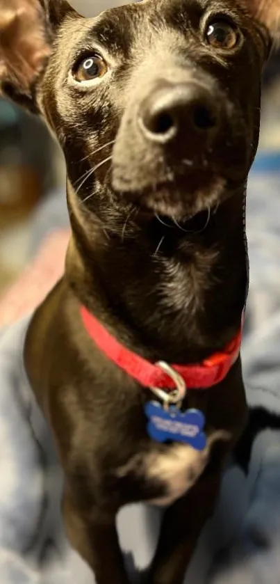 Curious black dog with red collar close-up.