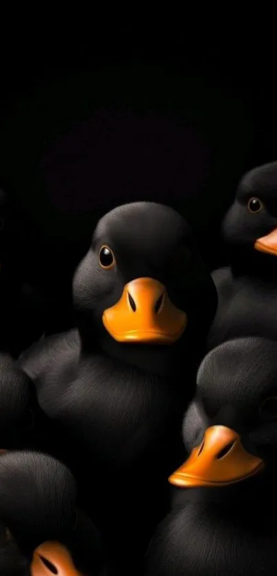 Adorable black ducks with orange beaks on a dark background.