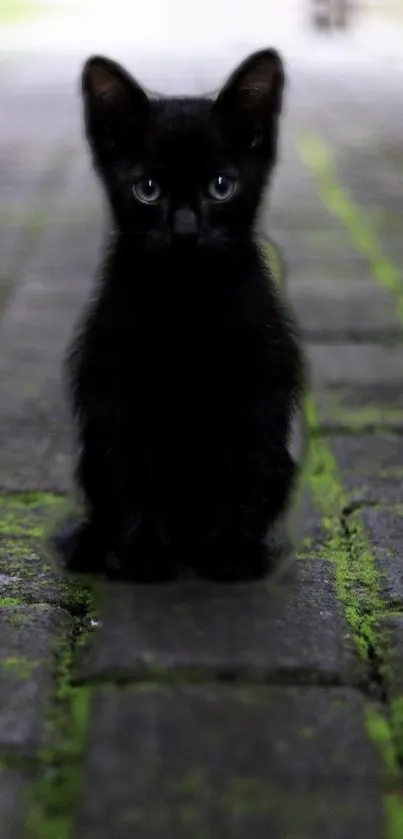 Adorable black kitten on a mossy stone path.