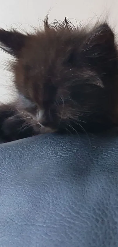 Sleepy black kitten resting on a dark blue surface.