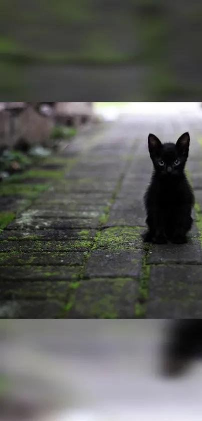 Black kitten sitting on a moss-covered path.