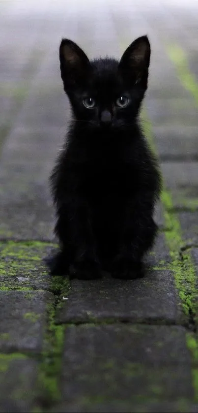 Adorable black kitten sitting on mossy pavement.