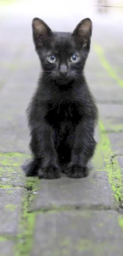 Black kitten sitting on a green mossy path, staring intently.