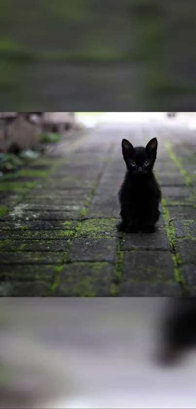 Adorable black kitten on mossy pathway with blurred surroundings.