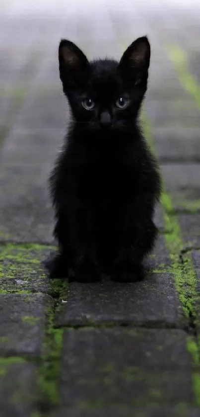 Black kitten sitting on a mossy brick pathway.