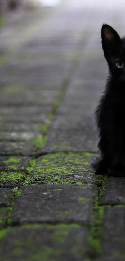 Cute black kitten sits on a mossy path.