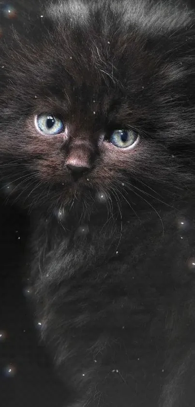 Adorable black kitten with blue eyes on a dark background mobile wallpaper.