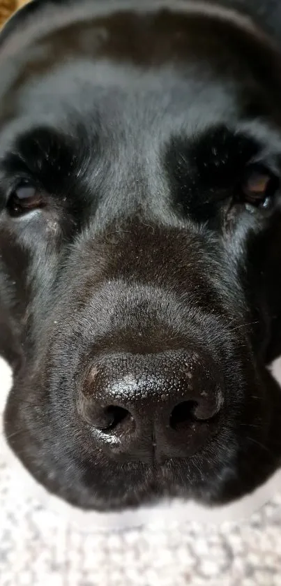 Close-up of a black Labrador Retriever resting on a white surface.