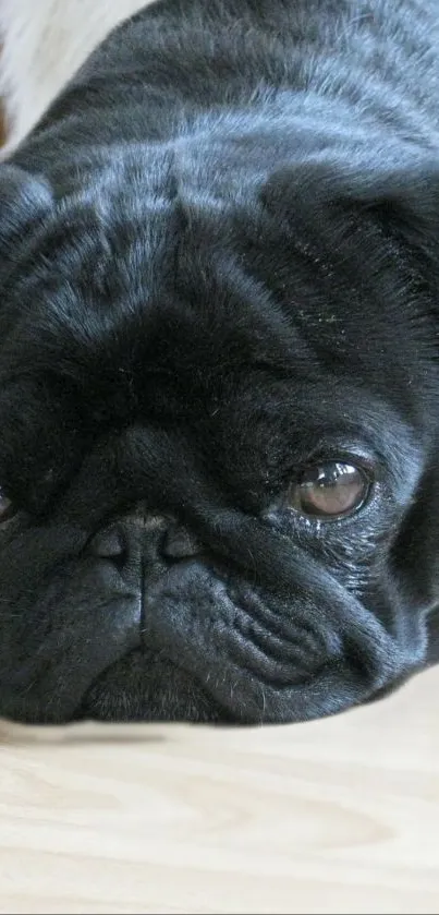 Adorable black pug resting on the floor.