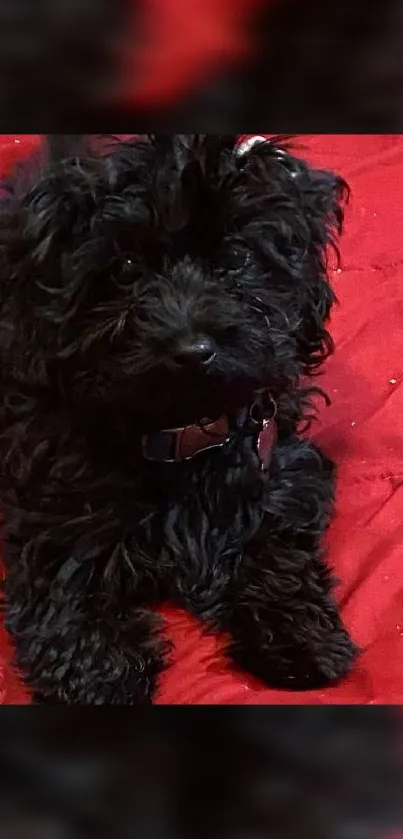 Adorable black fluffy puppy on a red background.